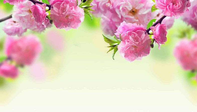roze-bloemen